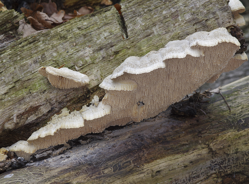 Spongipellis pachyodon